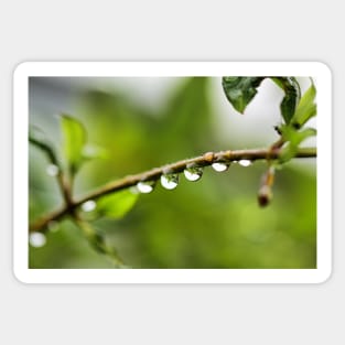 Water droplets and reflection Sticker